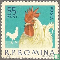 Domestic Poultry