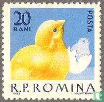 Domestic Poultry