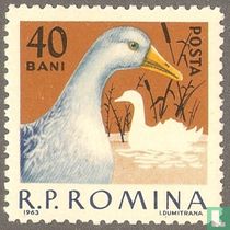 Domestic Poultry