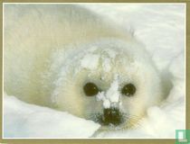 Dieren: Zeehond (20NA1-D4)