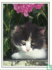 IFAW - Katje (a)