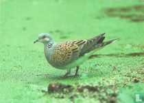 Tortelduif