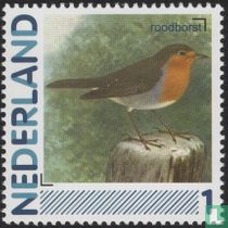 European robin