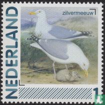 Herring gull