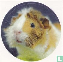 Hamster