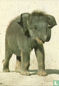 Jonge olifant (4134) 