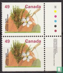 Les arbres fruitiers 