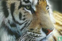 Dieren: Tijger