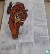 Tijger