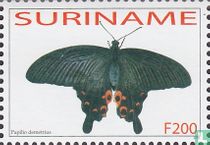 Papilio demetrius 