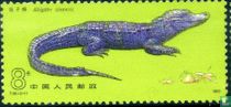China-Alligator
