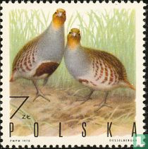 Oiseaux   