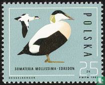 Ducks