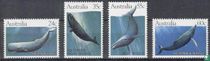 Baleines acheter