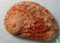 Haliotis crebrisculpta