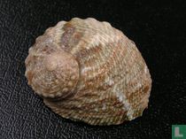 Haliotis cyclobates