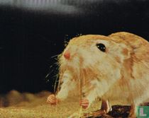 Kangoeroe-rat