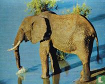 Olifant.