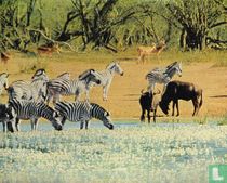 Zebra's
