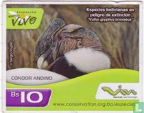 Condor Andino
