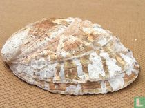 Haliotis mariae dentata