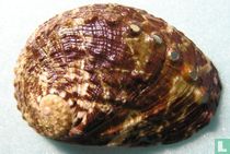 Haliotis pustulata
