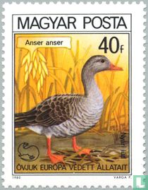 Greylag goose