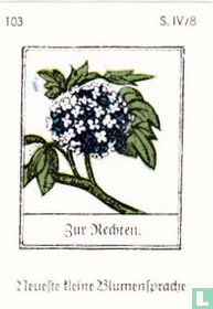 Zur Rechten