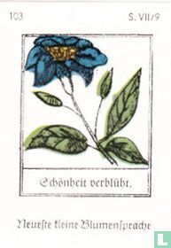 Schönheit verblüht