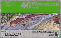 British Wildlife Appeal - Otter