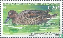 Eaton's Pintail