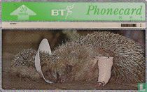 St. Tiggywinkles - Hedgehogs