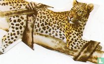 Léopard