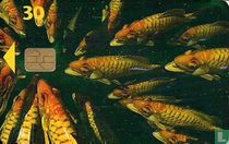 Fisk
