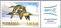 Oies et canards