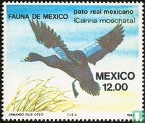 Mexican fauna for sale