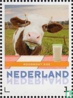 Dutch cows