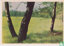 Ruwe berk
