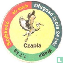 Czapla