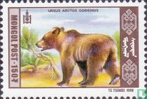 Gobi bear