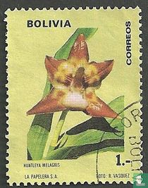 Orchids