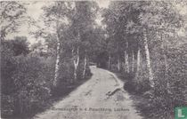Berkenlaantje b.d. Paaschberg
