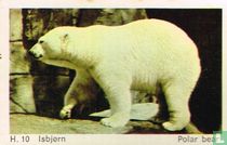 Polar bear