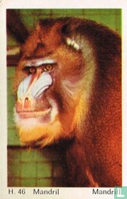 Mandrill