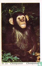 Chimpanzee