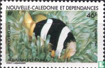 Amphiprion clarkii