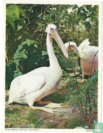 Artis: Witte pelikanen (Pelecanus onocrotalus)