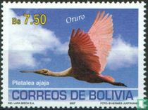 Vögel aus Oruro