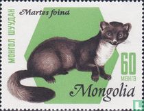  Stone marten