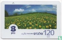 Field of Flowers